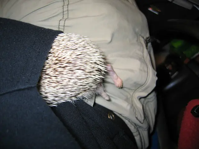 Individual in Heppenheim illegally peddles canine offspring