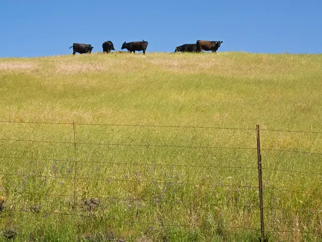 Foreign Dividend Growth Direction: Where Does It End?