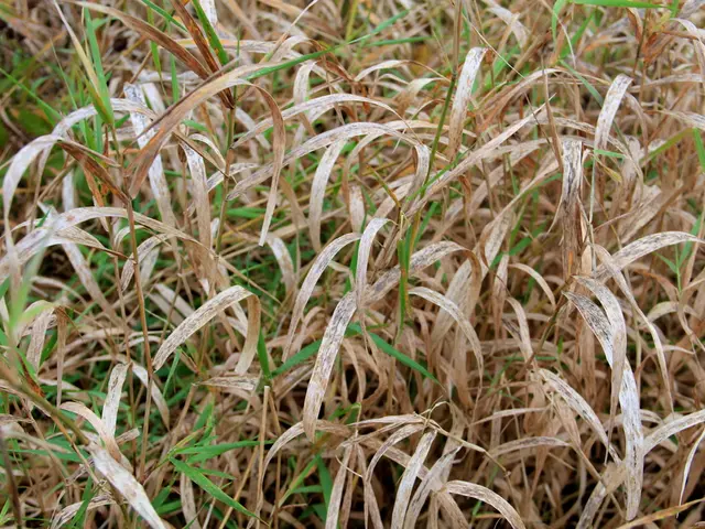 The Issue with the Fox's Tallistic Tail, Potentially Exacerbated by Its Expansive and Rough Limbs