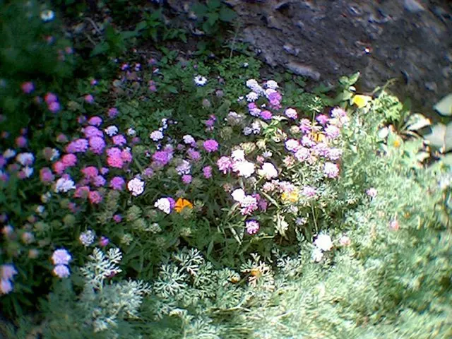 Planting the optimal bulbs in your gardens, pots, and walkways this fall guarantees a vibrant...