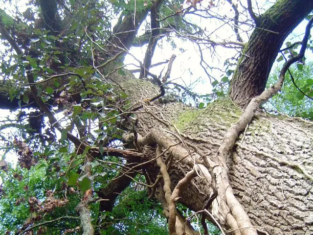 Sycamore Gap tree, felled a year ago, carries on with fresh purpose