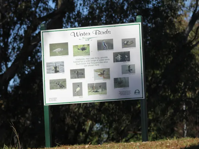 Ireland's Timeless Forests Echo with Avian Melodies and Rich Wildlife Diversity