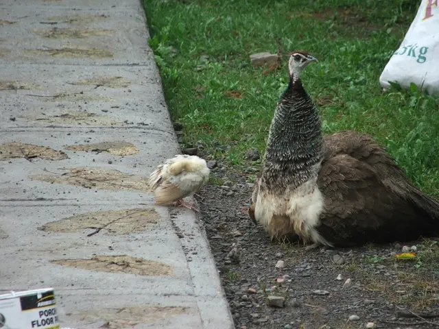 Evolutionary Function of Peacock Tails: Aesthetics or Survival Advantage