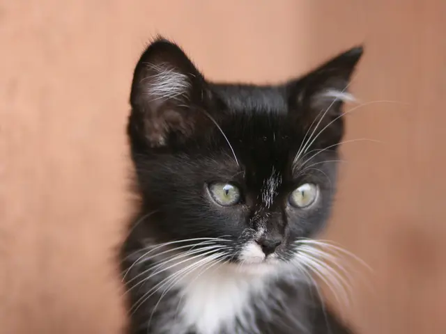 Tension intensifies in Elsdorf as multiple gunshots are discharged without identification.