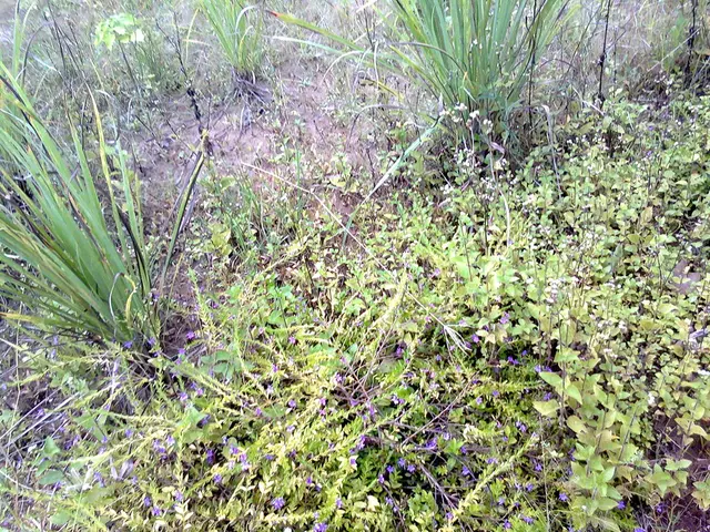 Solar power cells in tandem reach a record-breaking 33.1% efficiency through the use of textured...