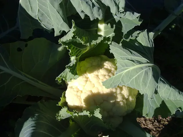 Bioengineered Cauliflower Boosts Nutritional Value and Financial Gains for Farmers (Title: Pusa...