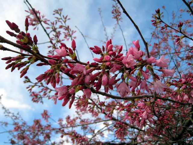 Weekend weather forecast in Bengaluru predicts rain and thunderstorms, Yellow Alert issued by IMD;...
