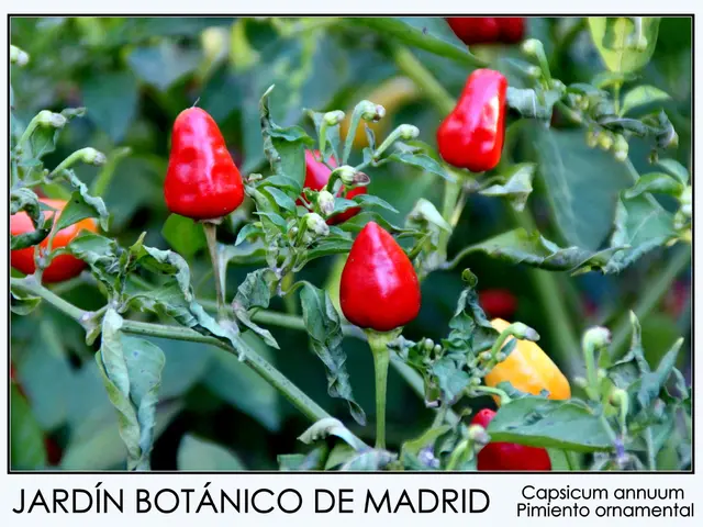 Top Eczema-Friendly Diet Plans for Optimal Results