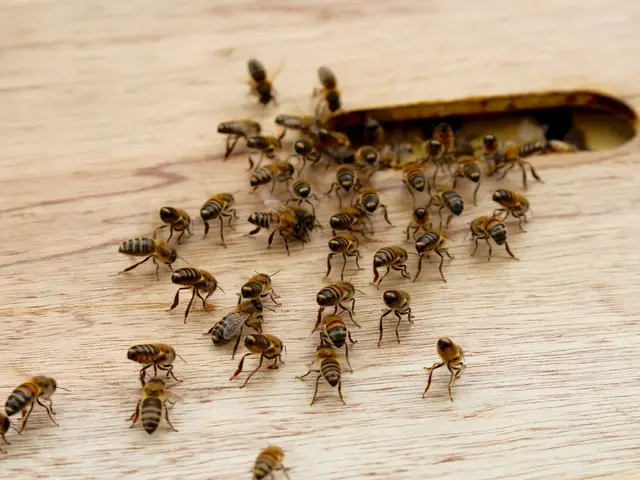 Outdoor Social gatherings' Protection from Pest Infestations: Maintaining a Pest-Free Yard