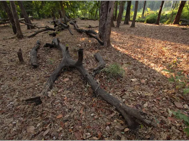 Issues Encountered in Trees During Summer and Autumn Seasons