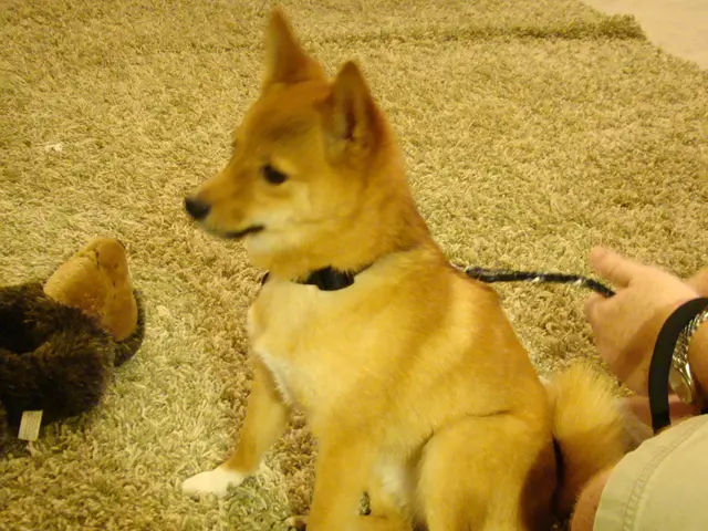 Latest Canine Playthings of 2025: Ensuring Unwavering Joy and Vigor for Man's Best Friend