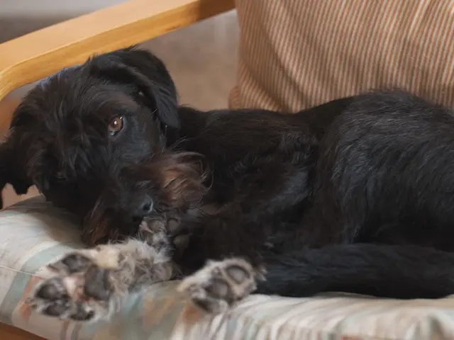 Dog Urination on Bed: Causes and Solutions