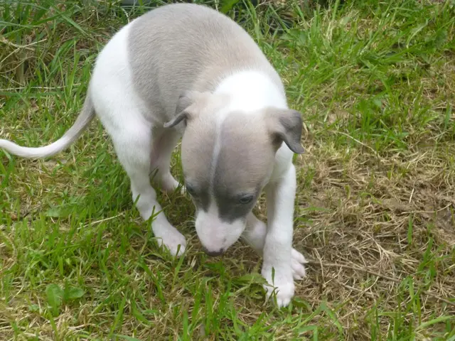 Suggest utilizing this trainer's savvy trick if your pet dog exhibits excessive interest in...