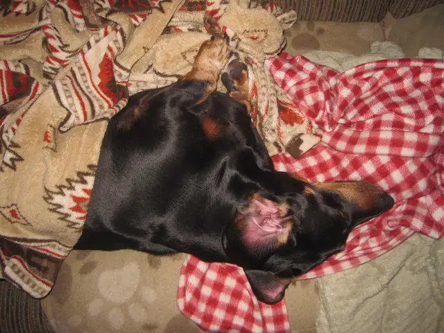 Dogs lick their owners' beds for various reasons, such as to seek attention, capture scents, or...