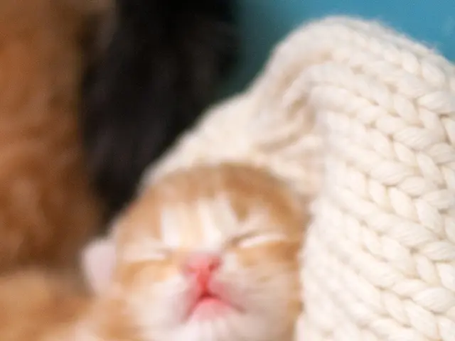 Checking cat pregnancy symptoms and proper care instructions provided by a veterinarian