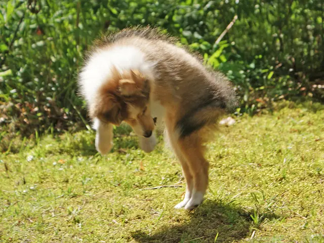 The Value of the Plant-Based Pet Food Market is projected to reach US$ 47.7 billion by 2034.