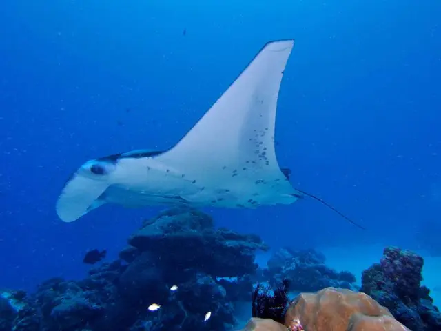 Temporarily Shuttered Lake in Borlefzen Due to Presence of Toxic Blue Algae