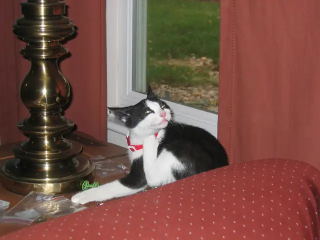 Kacy pursues a personal kingdom to achieve a chilled resolution