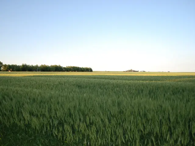 Reduced Irrigation with AWD Decreases Paddy Methane Emissions by 32.5%, According to the Research...