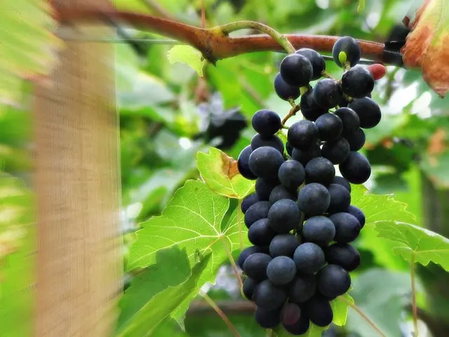 Vintners in the North expect a bountiful yield this season, defying challenging climatic conditions