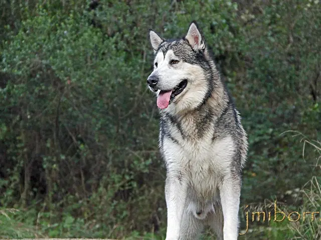 "Reduction in Wisconsin's wolf population by 30% due to hunting and unrecorded mortality"