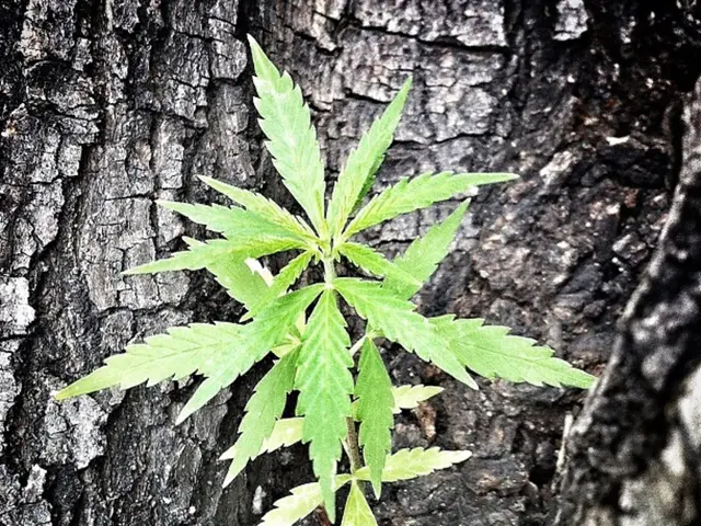 Strategies for Eliminating Tree Roots to Safeguard Plumbing, Structural Integrity, and Pavement