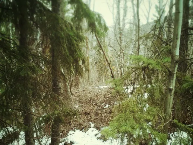 Forest retreats in Germany