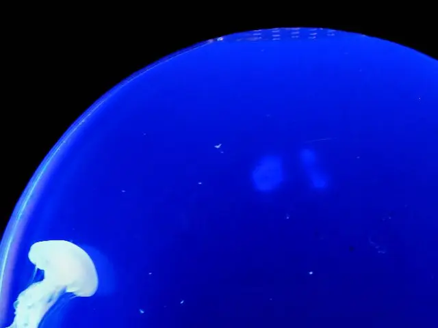 Marine Invertebrates Might Experience Temporary Blindness Due to Reduced Oxygen Levels