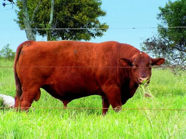 Bison Regeneration in Yellowstone's Ecosystem: New Research Shows the Impact
