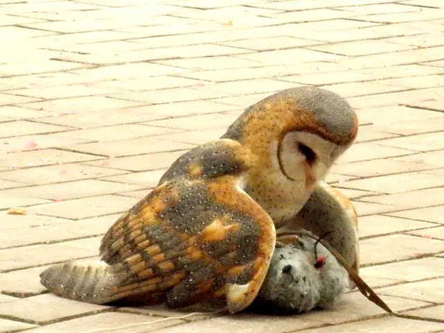 Titled Transformation: Pet Raven Monikers: Meanings and Recognition