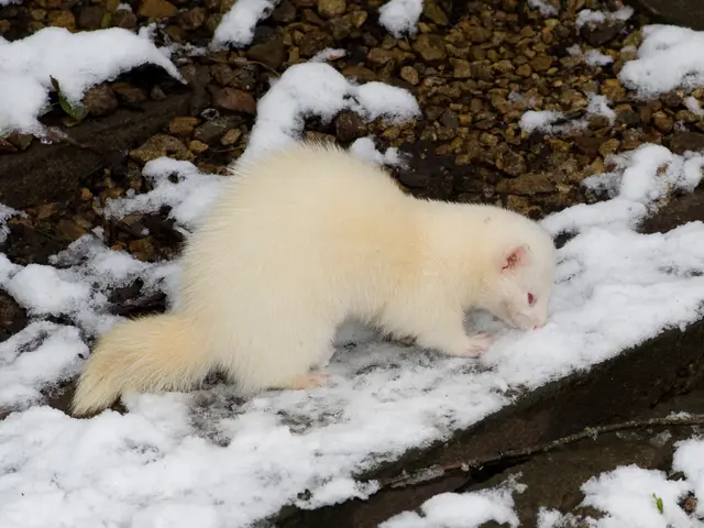 Nature's Astonishingly Gorgeous and Rare Spectacles of White Creatures in the Wild
