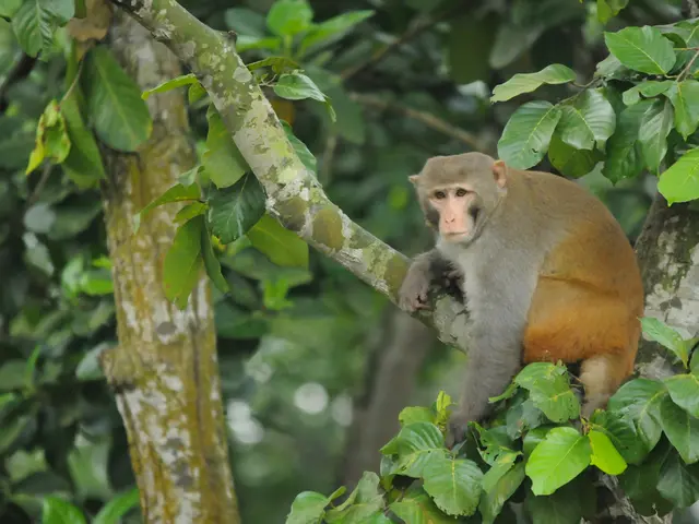 "Monkey Causes Roof Railing Collapse Due to Unoffered Prasad: Video Shows Commotion Among Netizens"