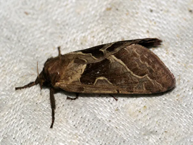 Borreliosis cases remain on the rise