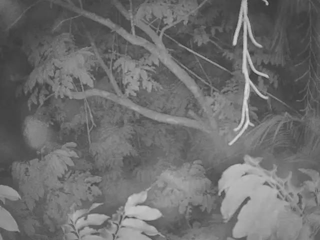 "Bajo Andarax, Almeria, experiencing tree deaths due to severe drought and administrative lethargy"