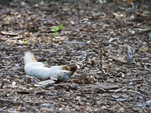 Images and Decal of a Squirrel