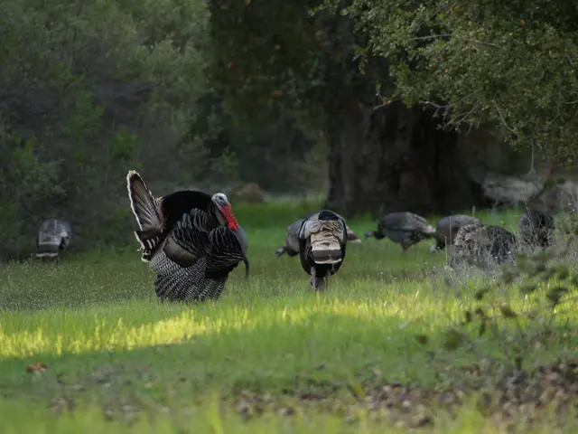Turkey introduces fire-resistant vegetation to restore charred woodlands