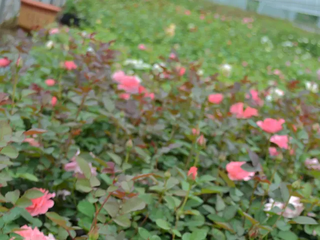 Aged 74, Mammootty is honored with tributes from Mohanlal, Nivin Pauly, Prithviraj, and Chief...