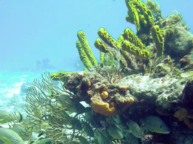 Allocated fund of 273.2 million rubles earmarked for the advancement of the fisheries complex.