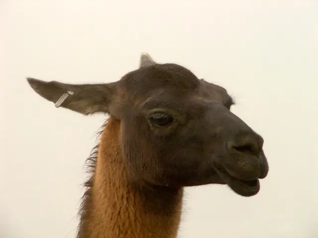 Dog owner Ferne McCann faces criticism from fans for participating in a supposedly heartless TikTok...