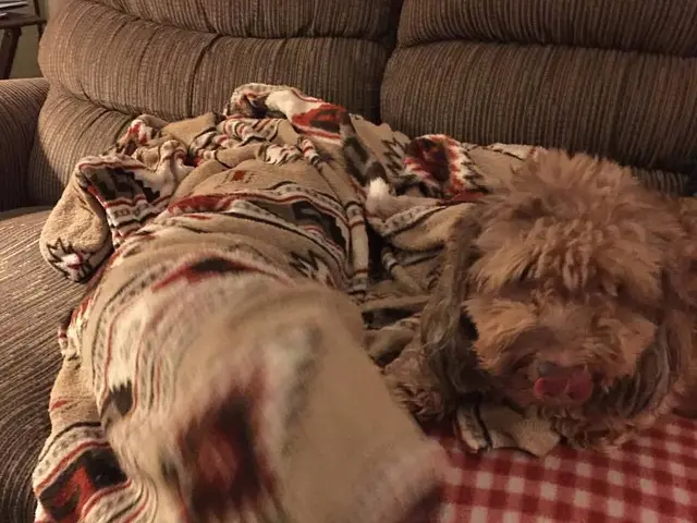 Guide on spotless maintenance and preservation of a mattress protector, ensuring its longevity -...