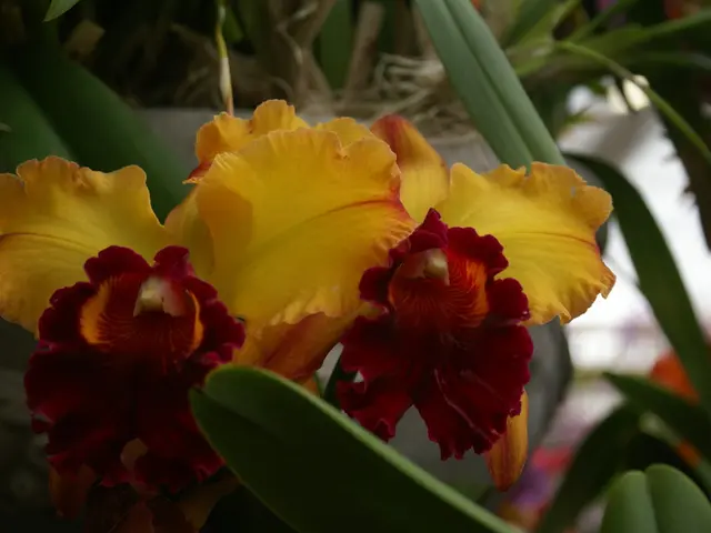 Planting the Top 7 Bulbs in September for a Spectacular Spring Bloom