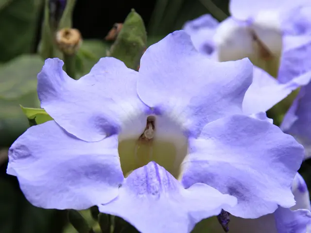 Upcoming Spring Flower and Garden Festivals to Explore for a Vibrant Experience in 2025