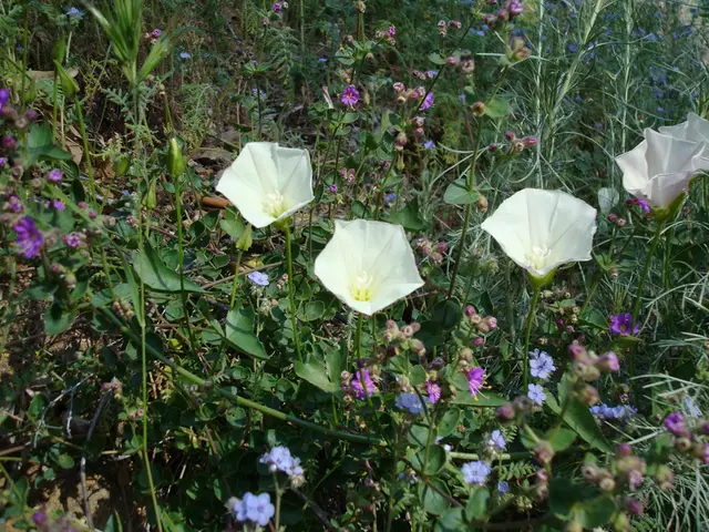 Invasive Plant Conundrum in Florida: Potential Solutions Offered, Suggesting Alternative Plant...