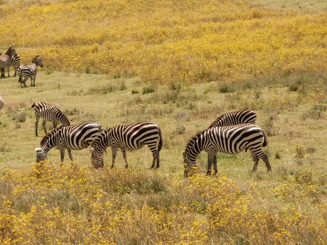 Neuroplasticity: Unpacking the Controversy and Excitement Surrounding Brain Cell Regrowth