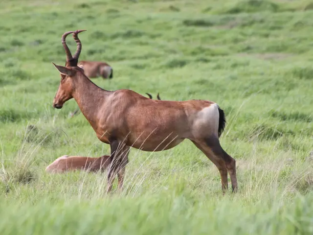 Regulation of lawnmower operations in the airspace
