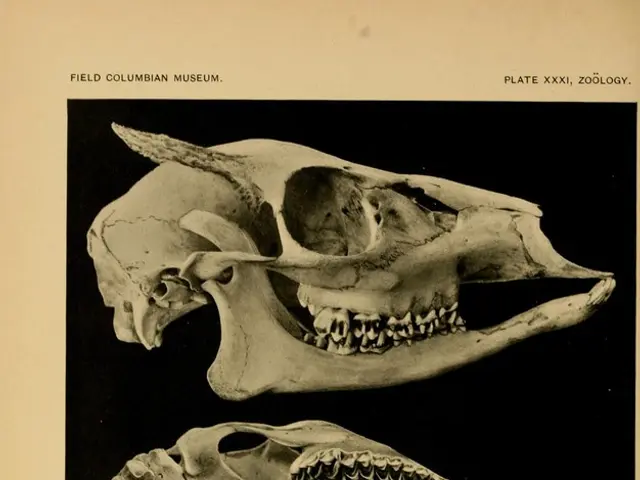 Crucial Insights into Traumatic Brain Injuries: What You Should Be Aware Of