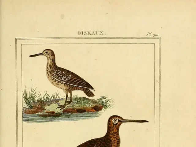 Information about New Zealand's Pest Birds for Schools - educational resources