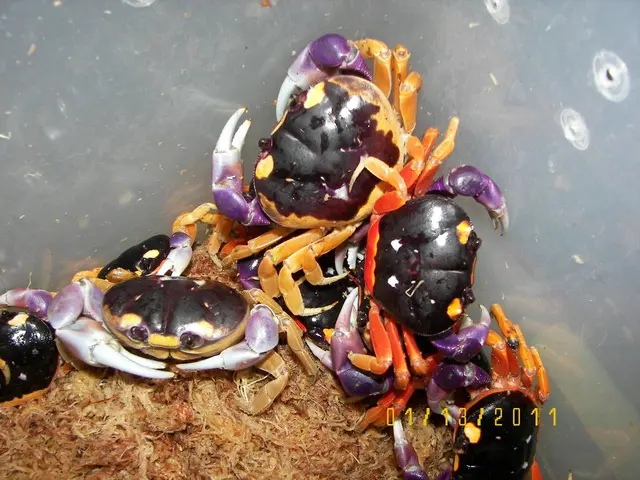 Invasive species wreaking havoc on ecosystems are incorporated into a tantalizing culinary creation...