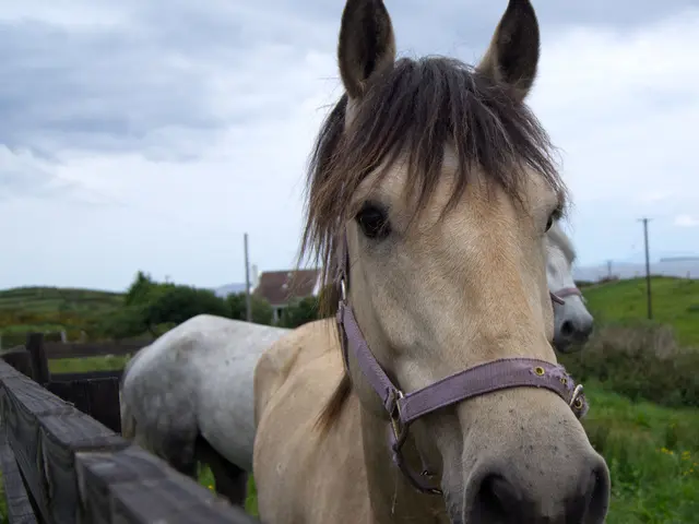 Expanding herds of wild horses in America pose a question about the potential environmental...