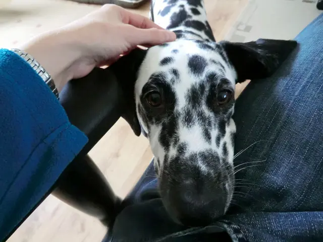 Methods for Managing Canine Aggression: Veterinarian Addresses and Resolves Regular Behavioral...